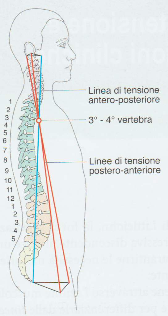 Tratto da libro: linee di Forza di J.M. Littlejohn e applicazioni cliniche Guolo F. e Altadonna G.
