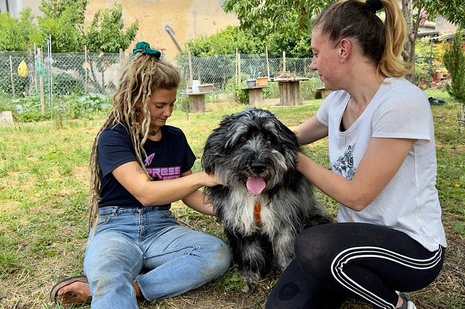 26 Agosto – Giornata Nazionale del Cane 366339085 782504327211723 9152140058589778265 n -
