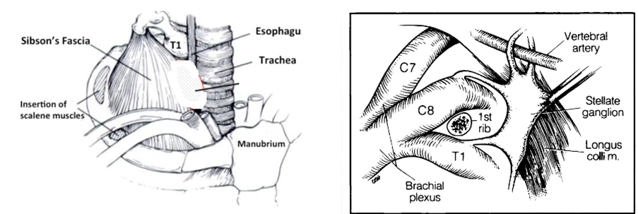 Osteopatia e polmonite: una lunga storia… image 2 -