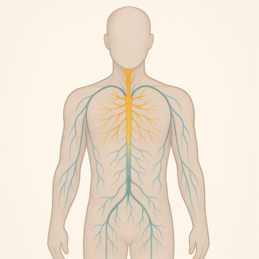 Trattamento manipolativo osteopatico (OMT) e infiammazione: cosa dice davvero la scienza