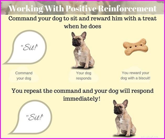 Gennaio: il mese dell’addestramento del cane (e perché ha senso parlarne) image -