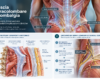 Infografica anatomica della fascia toracolombare con muscoli lombari, rami dei nervi spinali e nervi cluneali superiori, in relazione alla lombalgia.