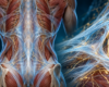 Illustrazione anatomica della fascia toracolombare con rappresentazione delle fibre nervose e delle terminazioni sensoriali.
